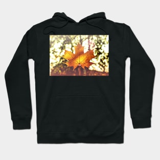 Sunlit golden maple leaf against nature background Hoodie